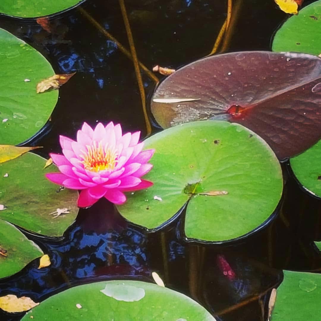 Pond-With-Blooming-Lily