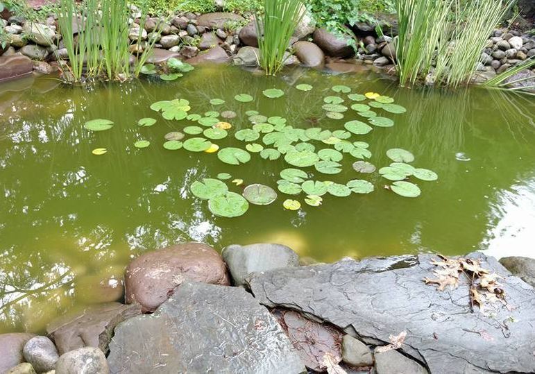 Stock Image Algae