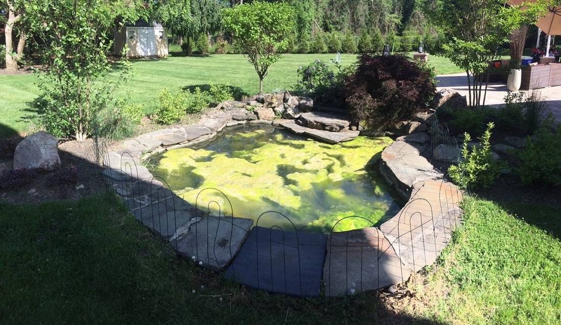algae-1