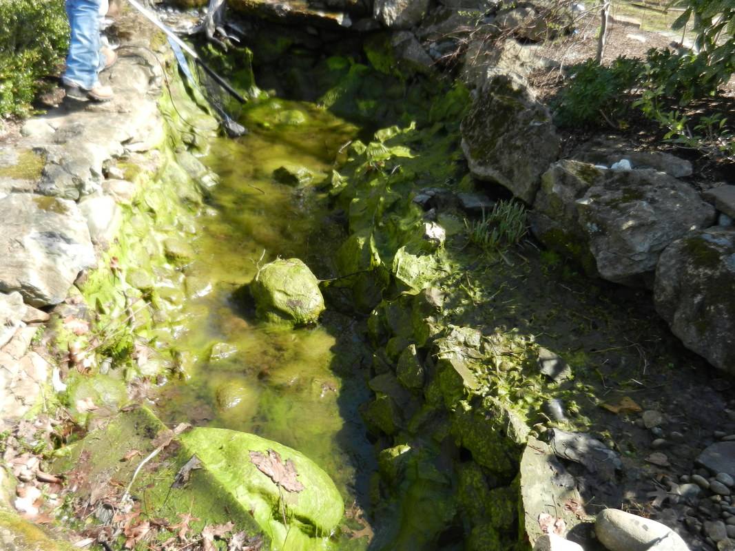 Algae Control