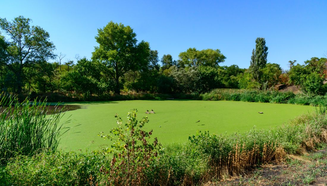 duckweed 2 (1)