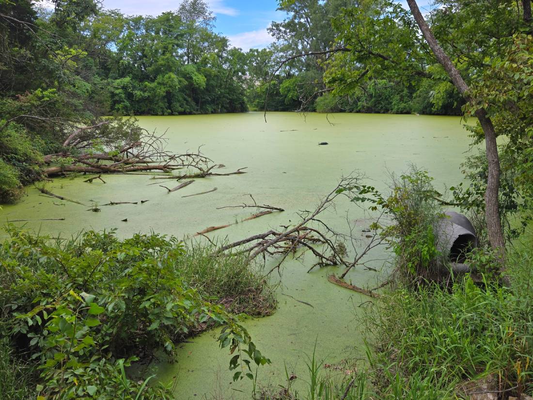 Duckweed Pond (1)