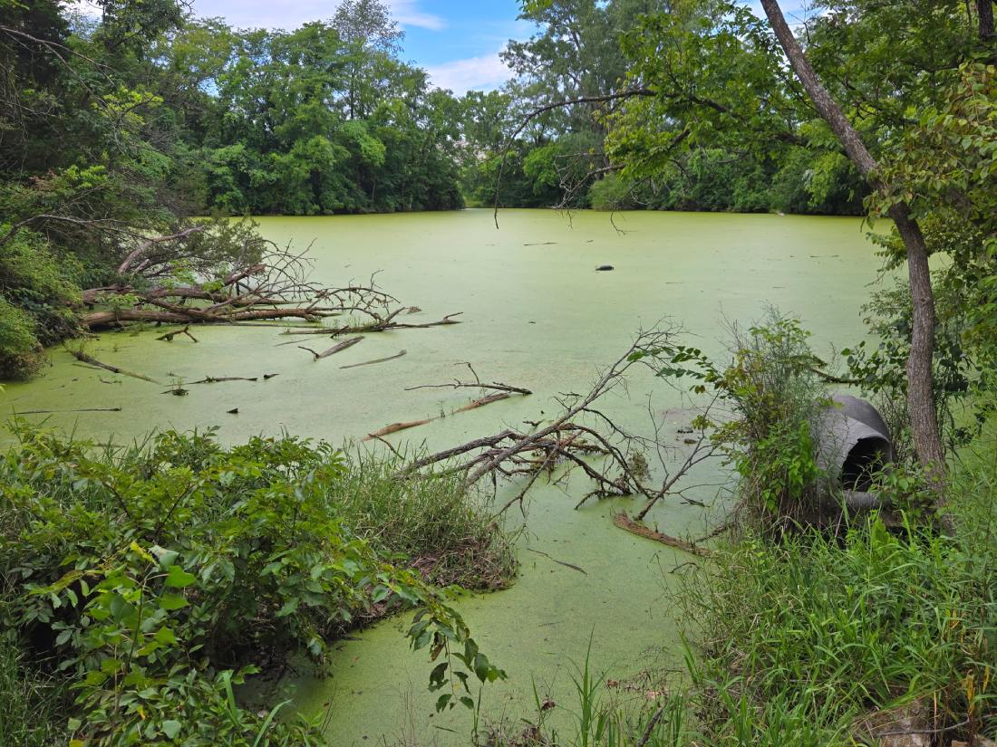 Duckweed Pond